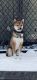 Shiba Inu Puppies for sale in St Paul, MN, USA. price: $1,200