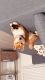 Shiba Inu Puppies for sale in Orlando, FL, USA. price: $800