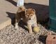 Shiba Inu Puppies for sale in California City, CA, USA. price: NA