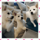 Shiba Inu Puppies for sale in Lockport, NY 14094, USA. price: NA