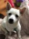 Shiba Inu Puppies for sale in New Britain, CT, USA. price: NA