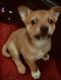 Shiba Inu Puppies for sale in Independence, MO, USA. price: NA