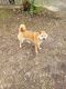 Shiba Inu Puppies for sale in Meadville, MS 39653, USA. price: NA