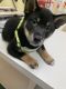 Shiba Inu Puppies for sale in Seminole, FL, USA. price: $1,100