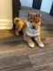 Shiba Inu Puppies for sale in Henderson, NV, USA. price: $2,350