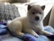 Shiba Inu Puppies for sale in Olive Branch, MS 38654, USA. price: NA