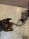 Shiba Inu Puppies for sale in Centerton, AR, USA. price: NA