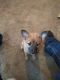Shiba Inu Puppies for sale in Wichita, KS, USA. price: $175