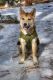 Shiba Inu Puppies for sale in Lake Tahoe Blvd, South Lake Tahoe, CA 96150, USA. price: NA