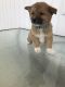 Shiba Inu Puppies for sale in Nappanee, IN 46550, USA. price: $500