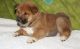 Shiba Inu Puppies for sale in Penn Yan, NY 14527, USA. price: NA