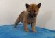 Shiba Inu Puppies for sale in Los Angeles, CA, USA. price: NA