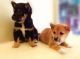 Shiba Inu Puppies for sale in Bismarck, ND, USA. price: $700