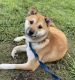 Shiba Inu Puppies for sale in 43523 CA-299, Fall River Mills, CA 96028, USA. price: NA