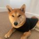 Shiba Inu Puppies for sale in Bayville, NY 11709, USA. price: NA