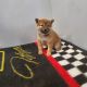 Shiba Inu Puppies for sale in LaGrange, IN 46761, USA. price: $2,000