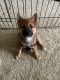 Shiba Inu Puppies for sale in 3000 Valley Forge Cir, King of Prussia, PA 19406, USA. price: NA