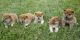 Shiba Inu Puppies for sale in Birmingham, AL, USA. price: $400