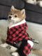 Shiba Inu Puppies for sale in Whitehall, PA 17340, USA. price: NA