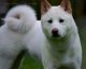 Shiba Inu Puppies for sale in 125 W Tazewell St, Norfolk, VA 23510, USA. price: NA