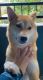 Shiba Inu Puppies for sale in 4865 Frazee Rd, Oceanside, CA 92057, USA. price: NA