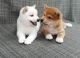 Shiba Inu Puppies for sale in Portland, OR, USA. price: NA