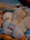 Shiba Inu Puppies for sale in Hudson Falls, NY 12839, USA. price: $400