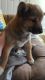 Shiba Inu Puppies for sale in Norfolk, VA, USA. price: $600