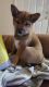 Shiba Inu Puppies for sale in Norfolk, VA, USA. price: $600