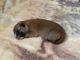 Shiba Inu Puppies for sale in Wichita, KS, USA. price: $2,000