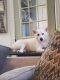 Shiba Inu Puppies for sale in Lockport, NY 14094, USA. price: NA