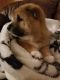 Shiba Inu Puppies for sale in Wichita, KS, USA. price: $1,000