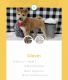 Shiba Inu Puppies for sale in Chicago, IL, USA. price: $3,700