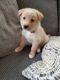 Shiba Inu Puppies for sale in Hudson Falls, NY 12839, USA. price: $1,000
