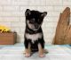 Shiba Inu Puppies for sale in California City, CA, USA. price: NA