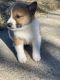 Shiba Inu Puppies for sale in Anderson, IN, USA. price: $550