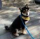 Shiba Inu Puppies for sale in Los Angeles, CA, USA. price: $600