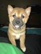 Shiba Inu Puppies for sale in Bloomsburg, PA 17815, USA. price: $800