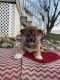 Shiba Inu Puppies for sale in Minnesota City, MN 55959, USA. price: $800