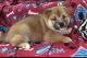 Shiba Inu Puppies for sale in Seminole, FL, USA. price: NA