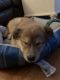 Shiba Inu Puppies for sale in Howell Township, NJ, USA. price: NA