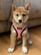 Shiba Inu Puppies for sale in The Bronx, NY, USA. price: NA