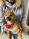 Shiba Inu Puppies for sale in Denver, CO 80203, USA. price: NA