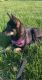 Shiba Inu Puppies for sale in Farmington Hills, MI, USA. price: NA