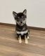 Shiba Inu Puppies for sale in Chicago, IL, USA. price: $450