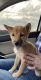 Shiba Inu Puppies for sale in Naperville, IL, USA. price: NA