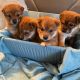 Shiba Inu Puppies for sale in Evergreen Park, IL 60805, USA. price: $800