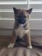 Shiba Inu Puppies for sale in Riverside, CA, USA. price: $1,500