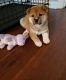 Shiba Inu Puppies for sale in Elk Grove Village, IL 60007, USA. price: $800