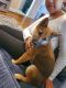 Shiba Inu Puppies for sale in Milford, CT 06460, USA. price: $2,500
